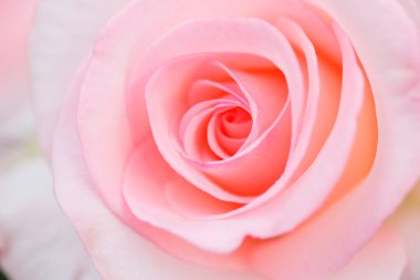 Yumuşak odaklı pembe gül arkaplanı.   