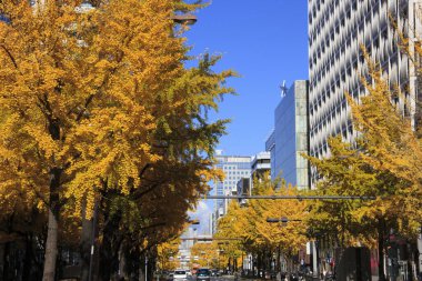 Tokyo caddesinde sonbahar ağaçları, Japonya 