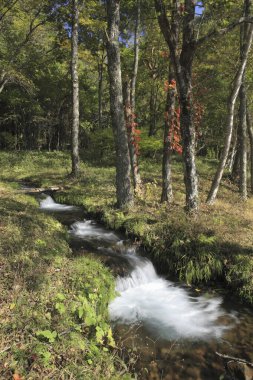 Japonya 'daki dağ ormanlarındaki güzel şelalenin manzaralı görüntüsü.