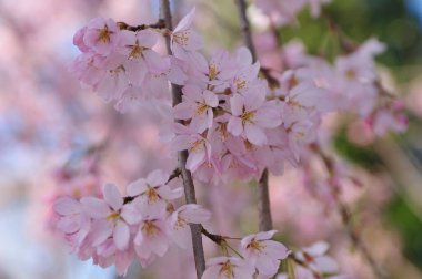 Bahçedeki güzel çiçekler, baharda açan ağaçlar.