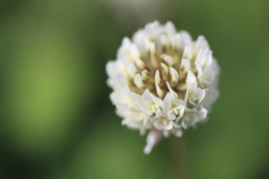 Renkli çiçeklerin arkaplan resmi, arka plan doğası