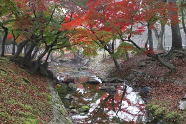Japon parkında nehir kenarında renkli sonbahar ağaçları