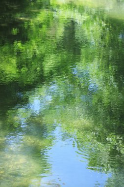 Nehirdeki su yansımasında yeşil orman         