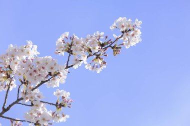 kiraz ağaçları çiçek bahar 