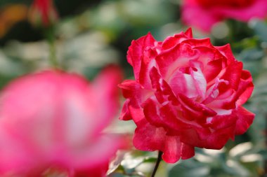 Bahçedeki güzel kırmızı gül çiçeği