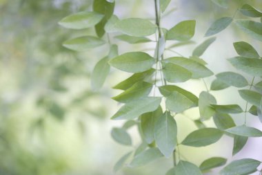Yaz parkında yeşil ağaçlar. Çiçek arka planı 