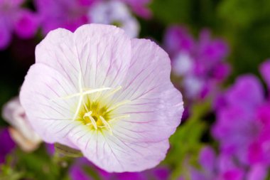 Yaz bahçesinde mor bir fenomen çiçeği