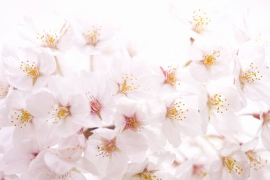 bahar arkaplanı beyaz çiçekler, kiraz çiçekleri     