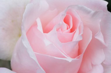 Bahçede güzel bir gül