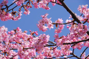 kiraz çiçeği sakura çiçek