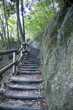 Yeşil ormanda ahşap bir merdiven