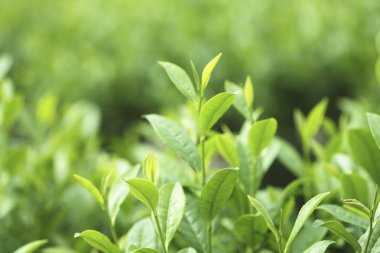 fidanlıkta yetişen yeşil yapraklar