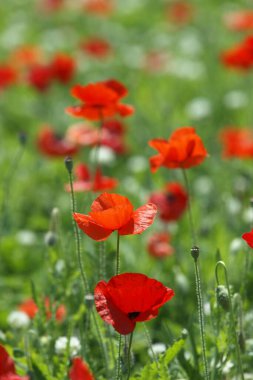 Kırmızı haşhaş tarlası, yaz çayırı manzarası. Doğa arkaplanı 