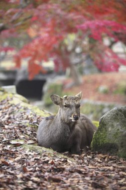 Japonya 'nın Kansai bölgesindeki Nara Parkı' nda güzel bir geyiğe yaklaş.