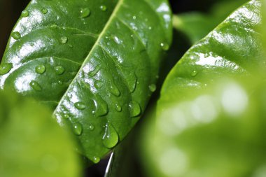 Yaprağın üzerine su damlıyor.