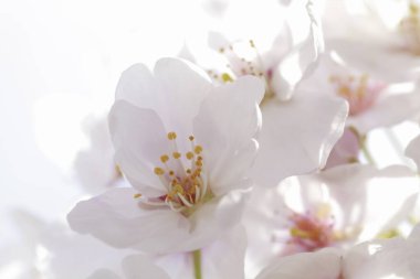 kiraz ağaçları çiçek bahar 