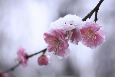 Bahçede güzel bahar çiçekleri