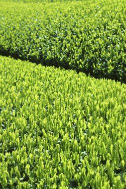 çay plantasyon Tayland