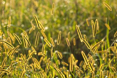 Sabah altın buğday tarlası. tarım kavramı.