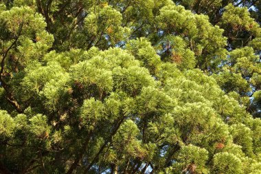 Dalları ve çam ağaçları olan yeşil çam ormanı.