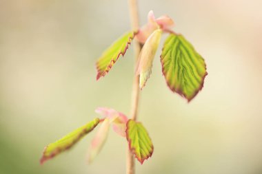 Güzel, genç bir bitkinin yakınında.