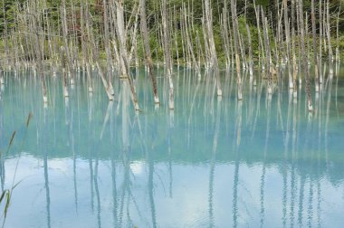 Sakin mavi suya yansıyan çıplak ağaçların güzel manzarası             