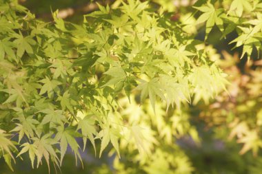 Güneşin arka planında yeşil yapraklar.