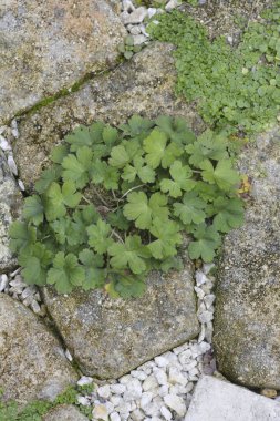yeşil küçük bitkiler eski taş kaldırımlarda yetişiyor. 