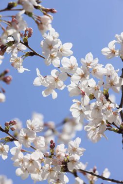 kiraz çiçeği kapatın bahar