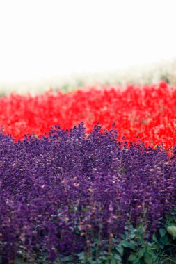 Bahçedeki çayırda güzel renkli çiçekler