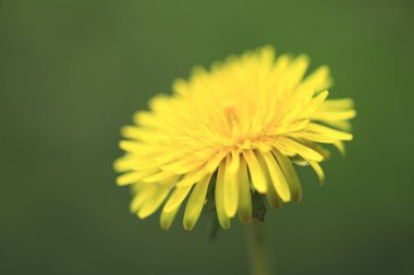 güzel çiçekler, görünümü kapatın