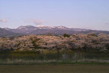 Fuji Dağı ile kiraz ağaçları