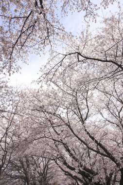 İlkbaharda kiraz ağacı çiçek açar 