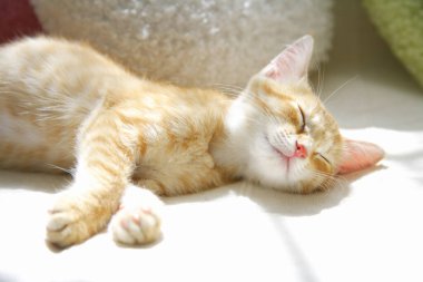 Şirin evcil kedi manzarası