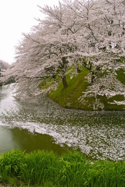 Parkın güzel manzarası