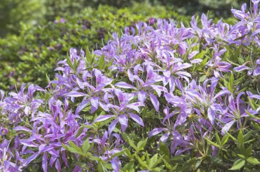 Bahçedeki güzel mor çiçekler