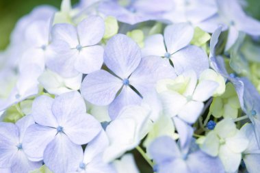 Bahçedeki ortanca çiçekleri, yakın plan.