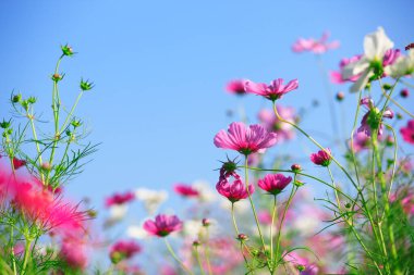 Güzel kozmos çiçekleri ve mavi gökyüzü