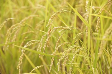 Tayland 'daki pirinç tarlası