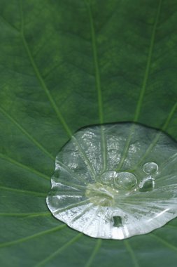 Su damlası yeşil nilüfer yaprağına düşer.