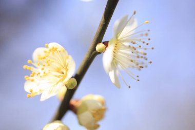 bahar kiraz çiçekleri, beyaz çiçekler ve mavi gökyüzü arka planı 