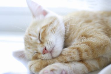 Yatağın üstünde uyuyan kedi, kapat manzarayı