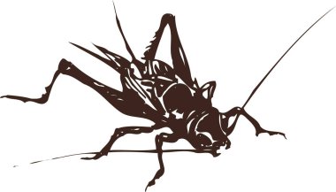 Beyaz üzerine böcek çekirgesinin çizimi