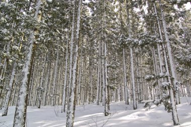 Kışın güzel bir orman. Çam ağaçları karla kaplı