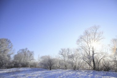 Karlı kış manzarası - ağaçlarla kaplı