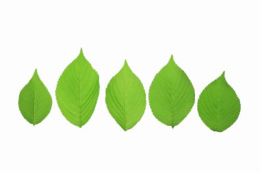 beyaz arkaplanda yeşil yapraklar izole 