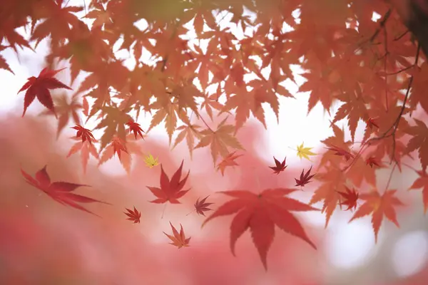 Осіннє Кленове Листя Японському Парку — стокове фото