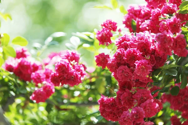 Yaz bahçesinde güzel çiçeklerin çalısı              