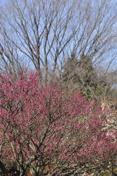 Όμορφα Ροζ Λουλούδια Ανθισμένα Δέντρα Στον Ανοιξιάτικο Κήπο — Φωτογραφία Αρχείου