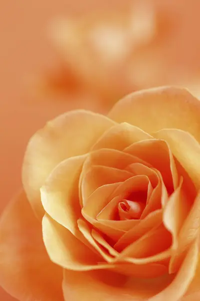 Gros Plan Belle Fleur Rose — Photo